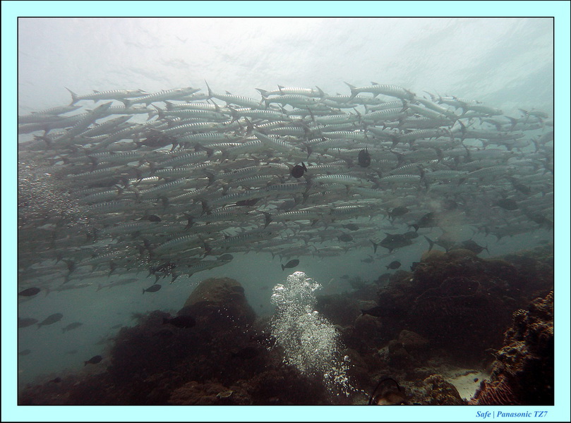 2011 - 08 - Borneo - Sipadan 034